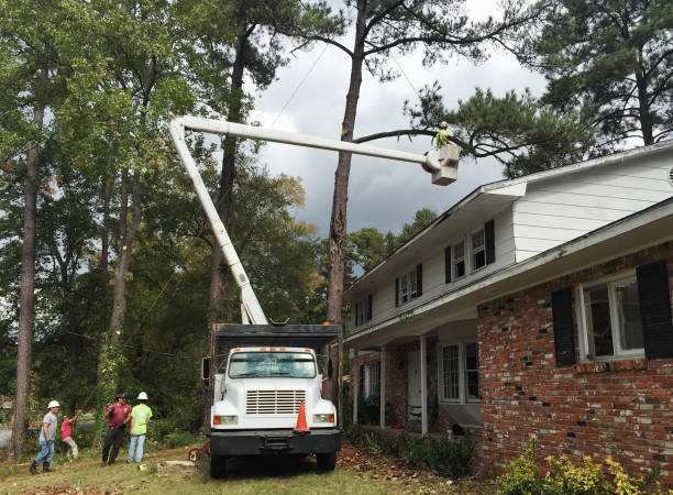 Best Lawn Dethatching  in USA